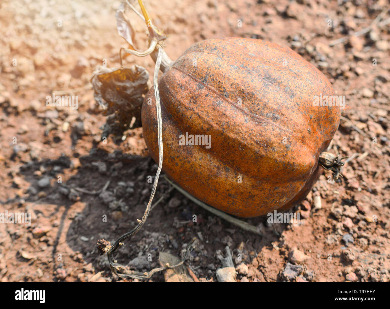 Ripe of Sponge Gourd dry fall on ground / Luffa Cylindrica Stock Photo