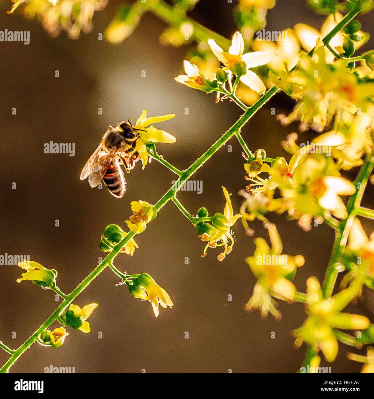 Honey bee silhouette hi-res stock photography and images - Alamy