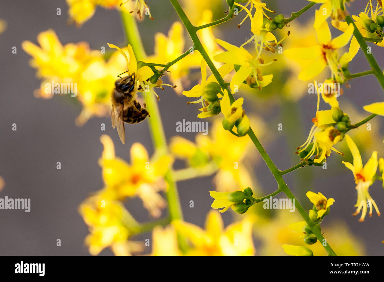 Honey bee silhouette hi-res stock photography and images - Alamy