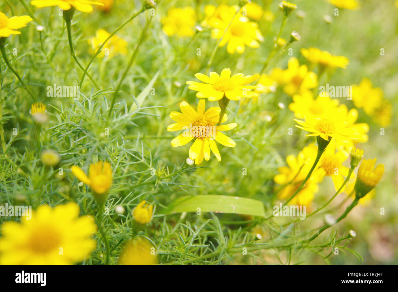 field of yellow wedelia trilobata / Singapore daisy flower Asteraceae in the garden Stock Photo