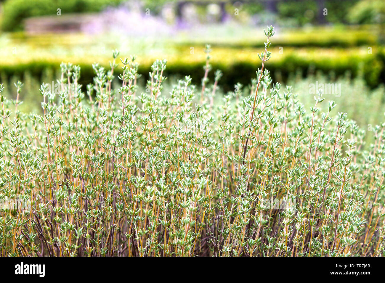 Thyme herbs (thymus vulgaris) growing in garden Stock Photo Alamy