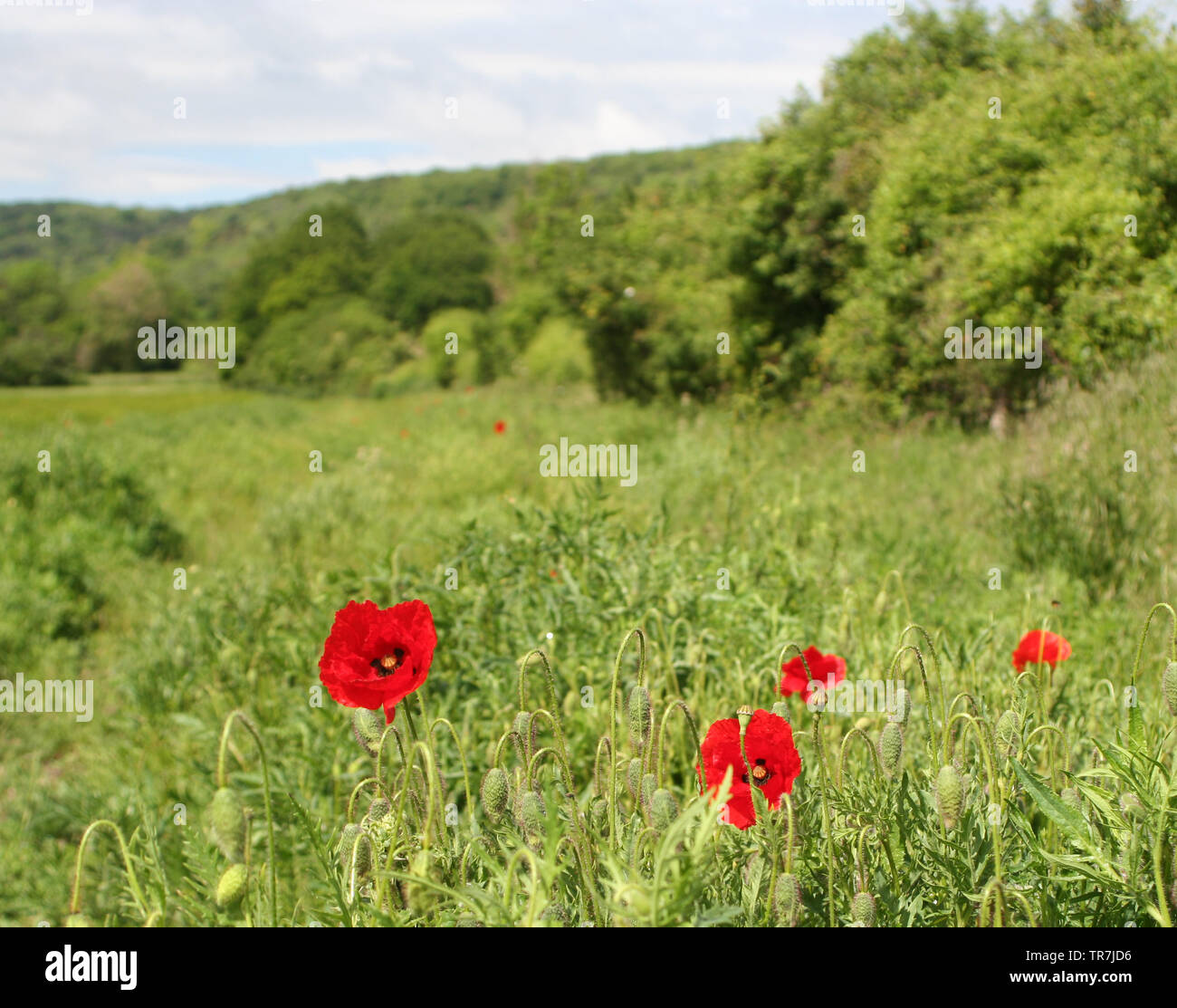 Surrey countryside Stock Photo