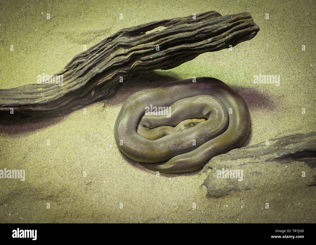 Reptile animal snake of green burmese python lying on sand / Python ...
