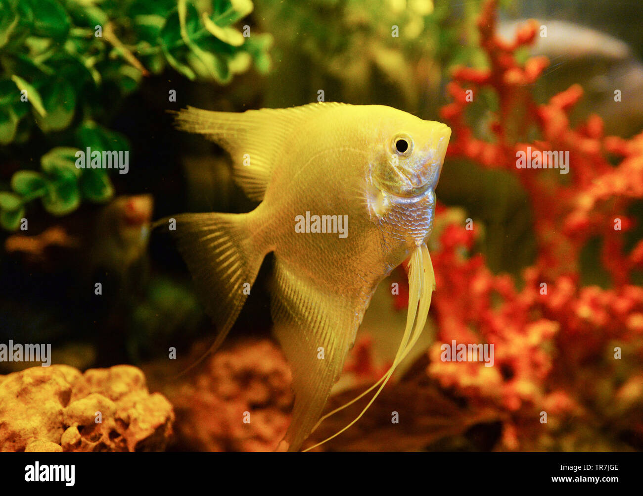 White Silver angelfish swimming fish tank underwater aquarium / Pterophyllum scalare Stock Photo