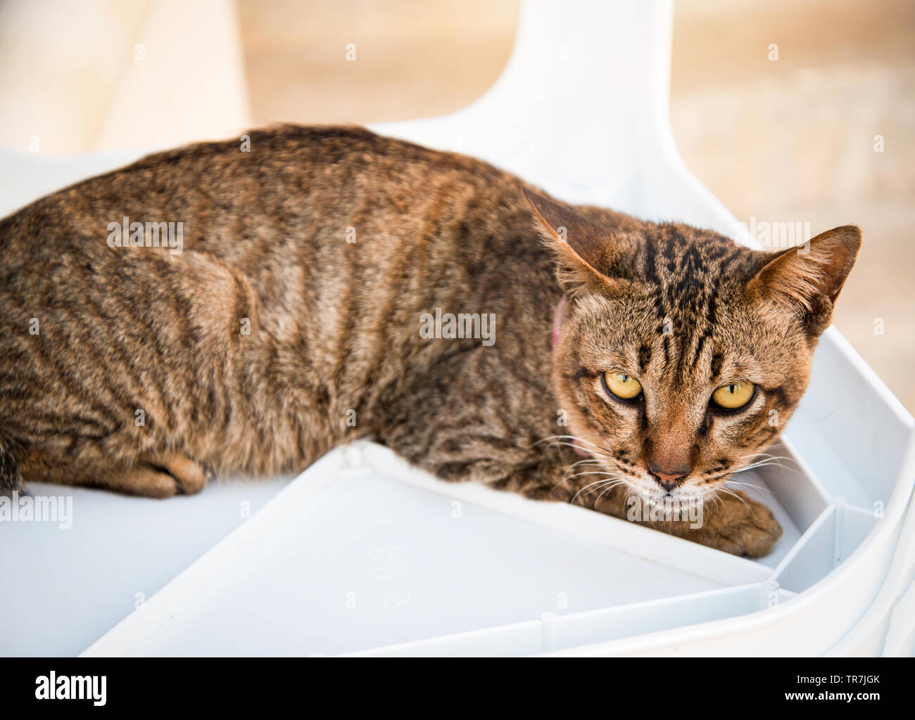 Brown stripes cat relax and looking to camera Stock Photo