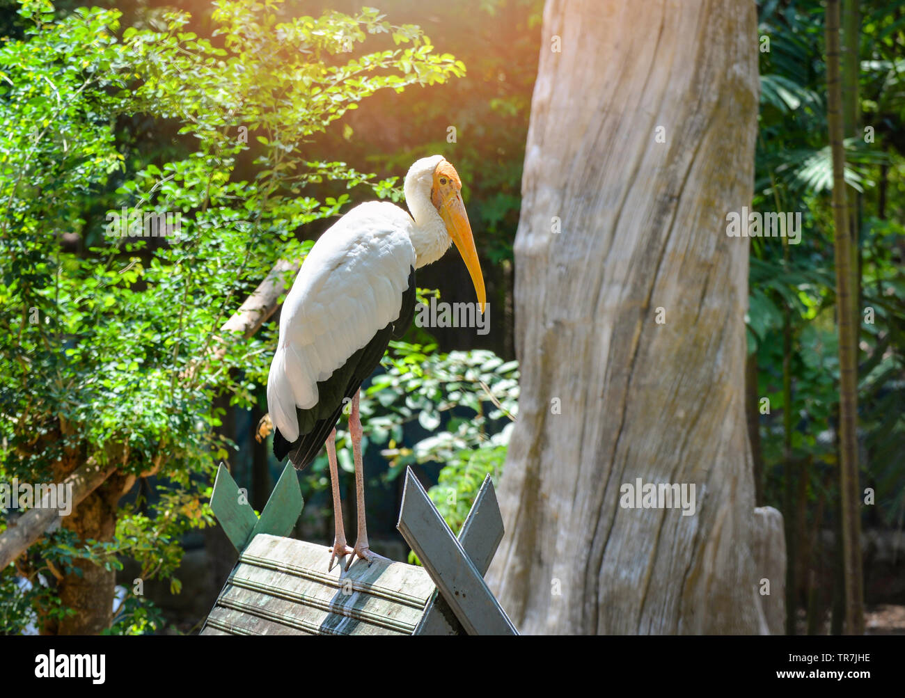 Milky stork on farm zoo in the wildlife sanctuary / Painted storks - Mycteria cinerea Stock Photo