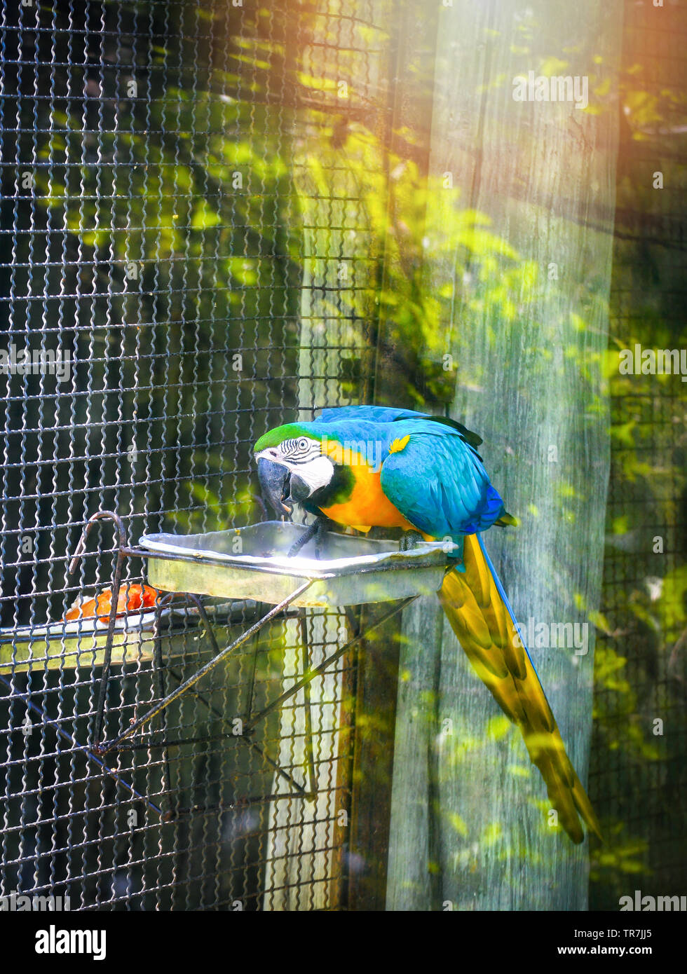 Picture of Caged blue and yellow macaw hi-res stock photography and images - Alamy