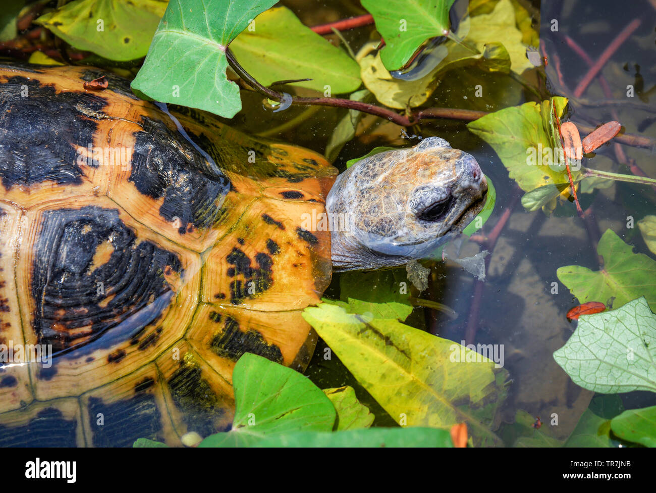 Freshwater turtle floating swimming on pond / Turtle eating vegetable morning glory plant Stock Photo