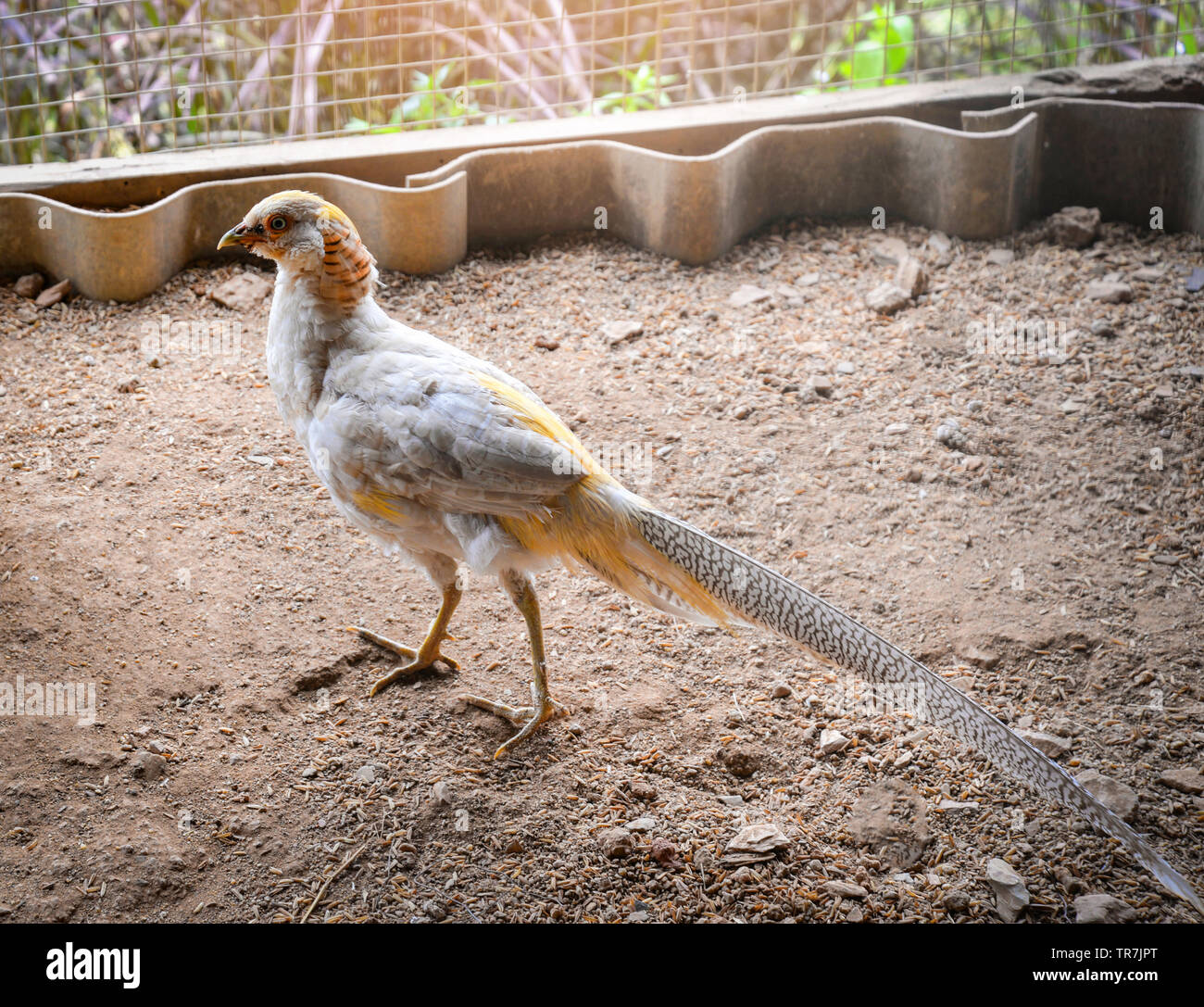 Golden pheasant male female hires stock photography and images Alamy