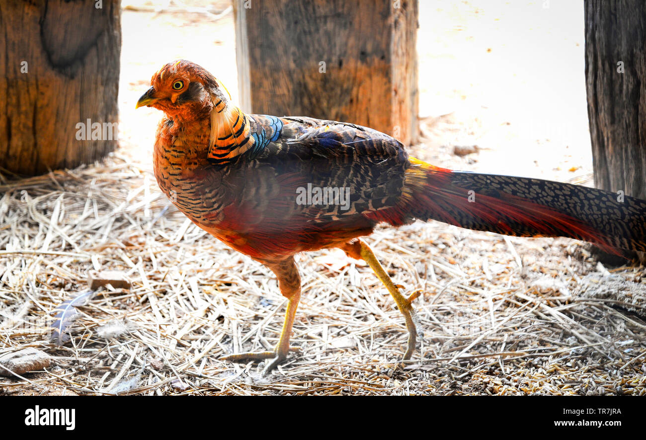 Golden pheasant male female hires stock photography and images Alamy