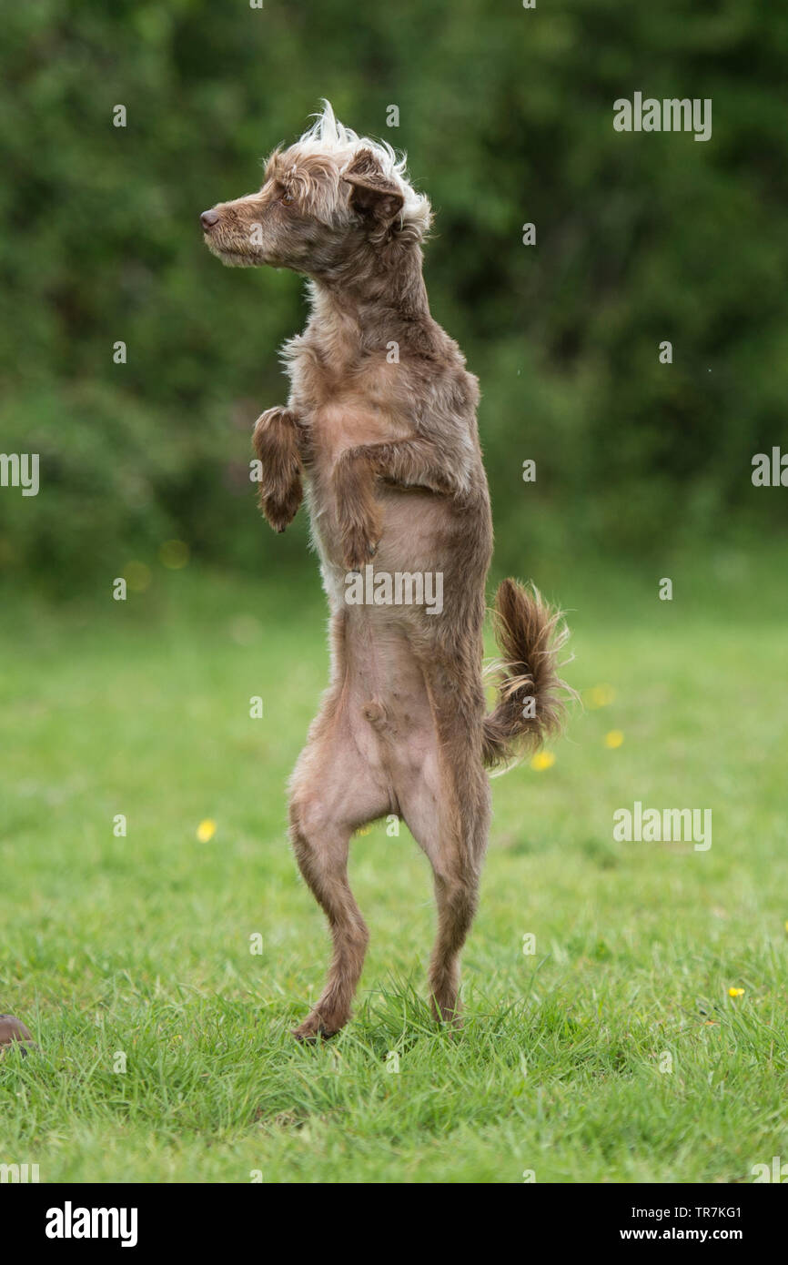 yorkipoo dog standing on hind legs Stock Photo