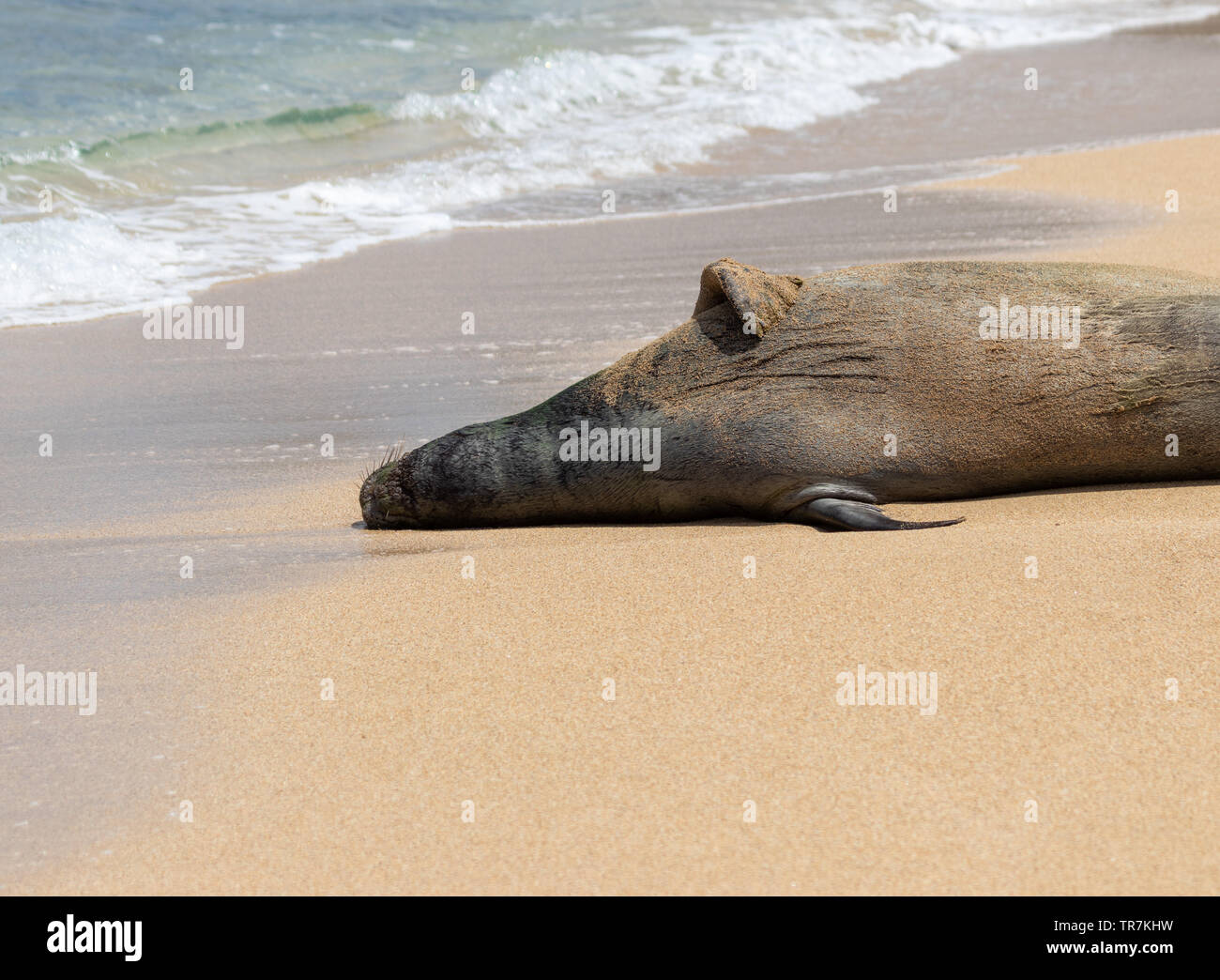 Monk seals are often found sunbathing along remote beaches in the warm Pacific waters around Hawaii. Stock Photo
