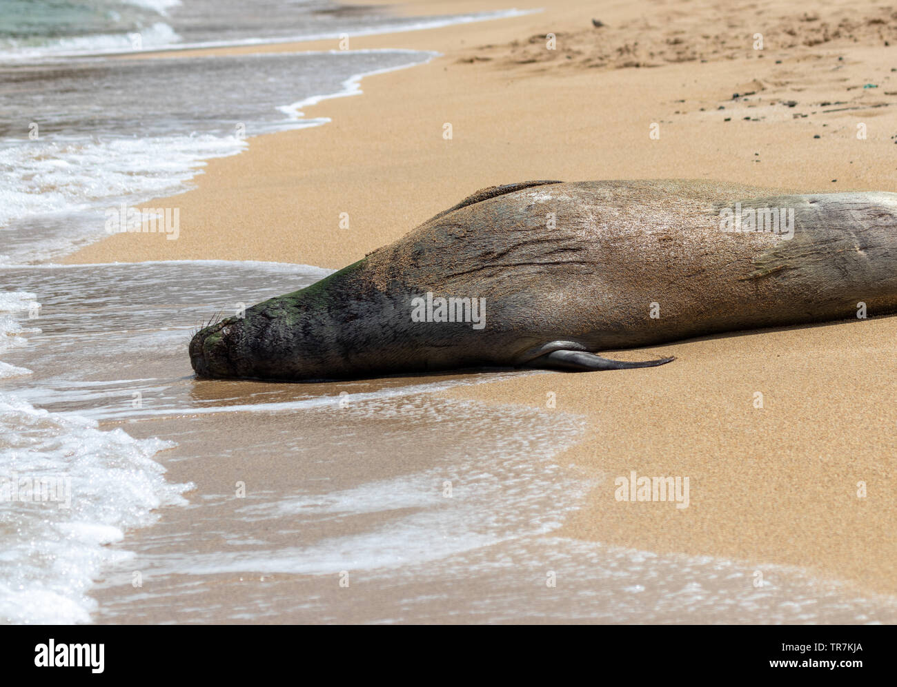 There are three types of Monk seals and one is already extinct. The other two are very endangered. Stock Photo