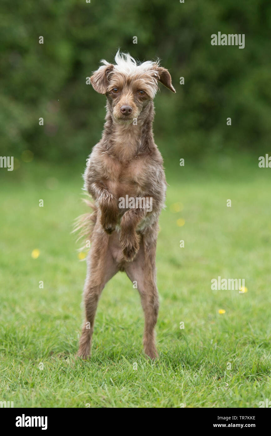 yorkipoo dog standing on hind legs Stock Photo