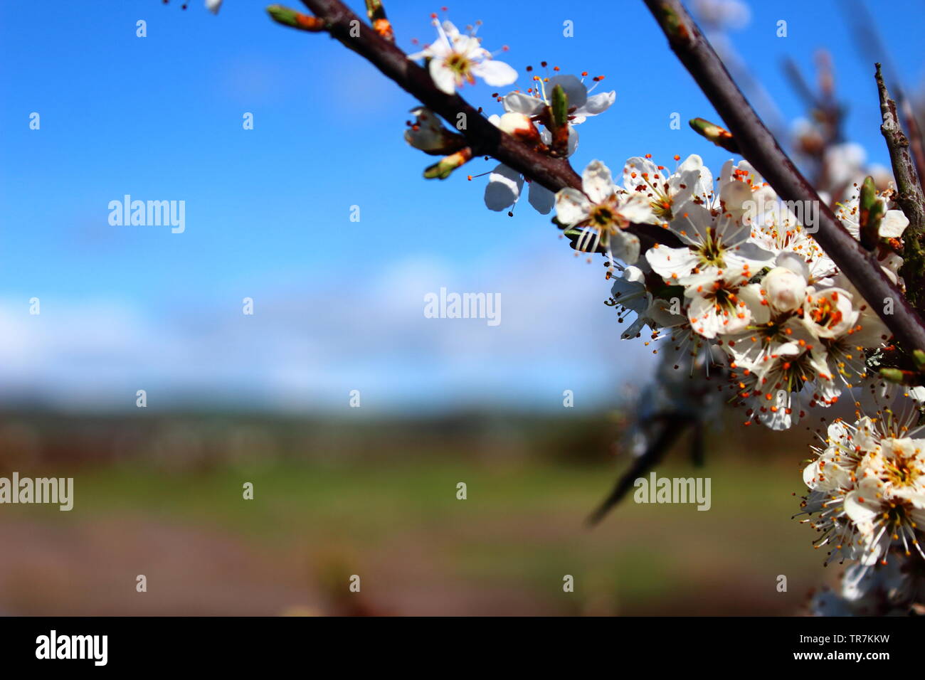 Beautiful blooming flowers of a bramble bush overlooking the bay of Dungarvan Ireland. Stock Photo