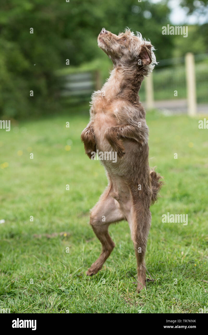 yorkipoo dog standing on hind legs Stock Photo