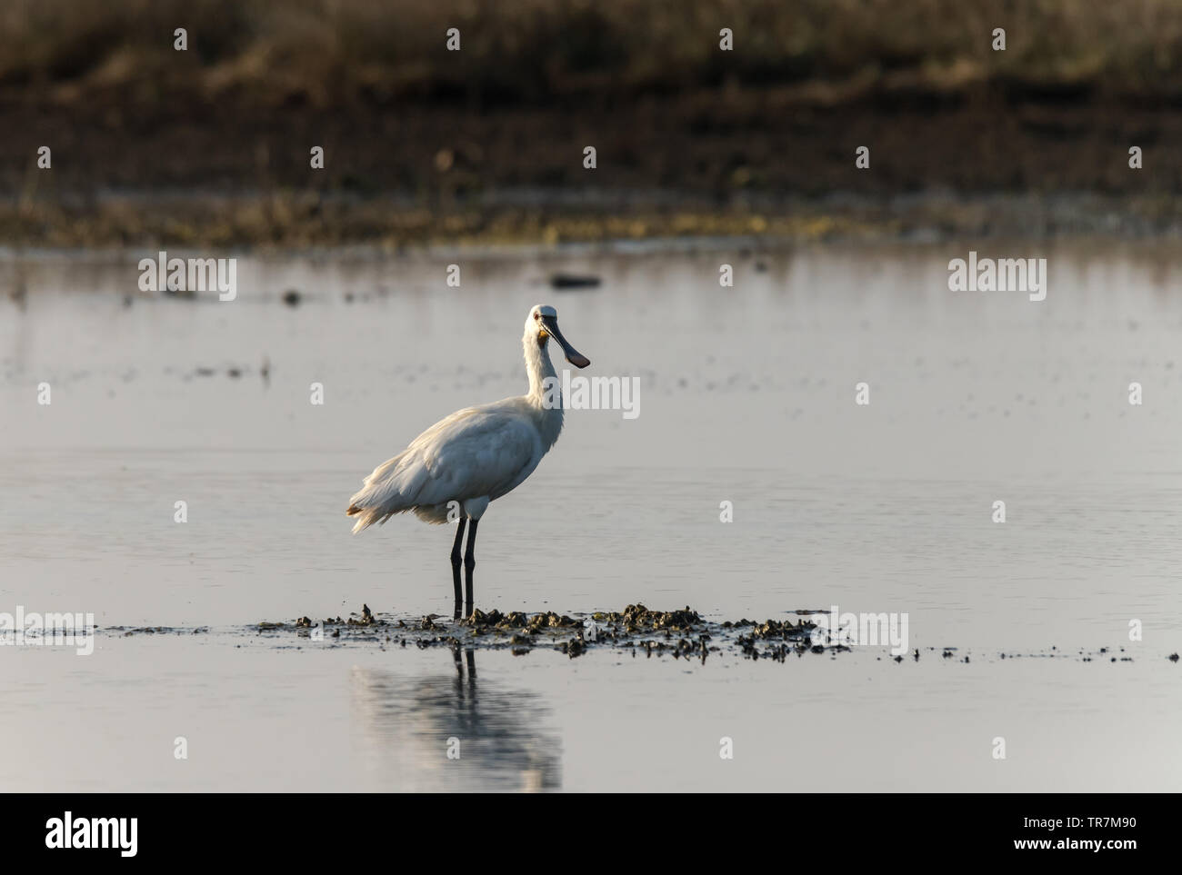 Spoonbill wading in water hi-res stock photography and images - Alamy