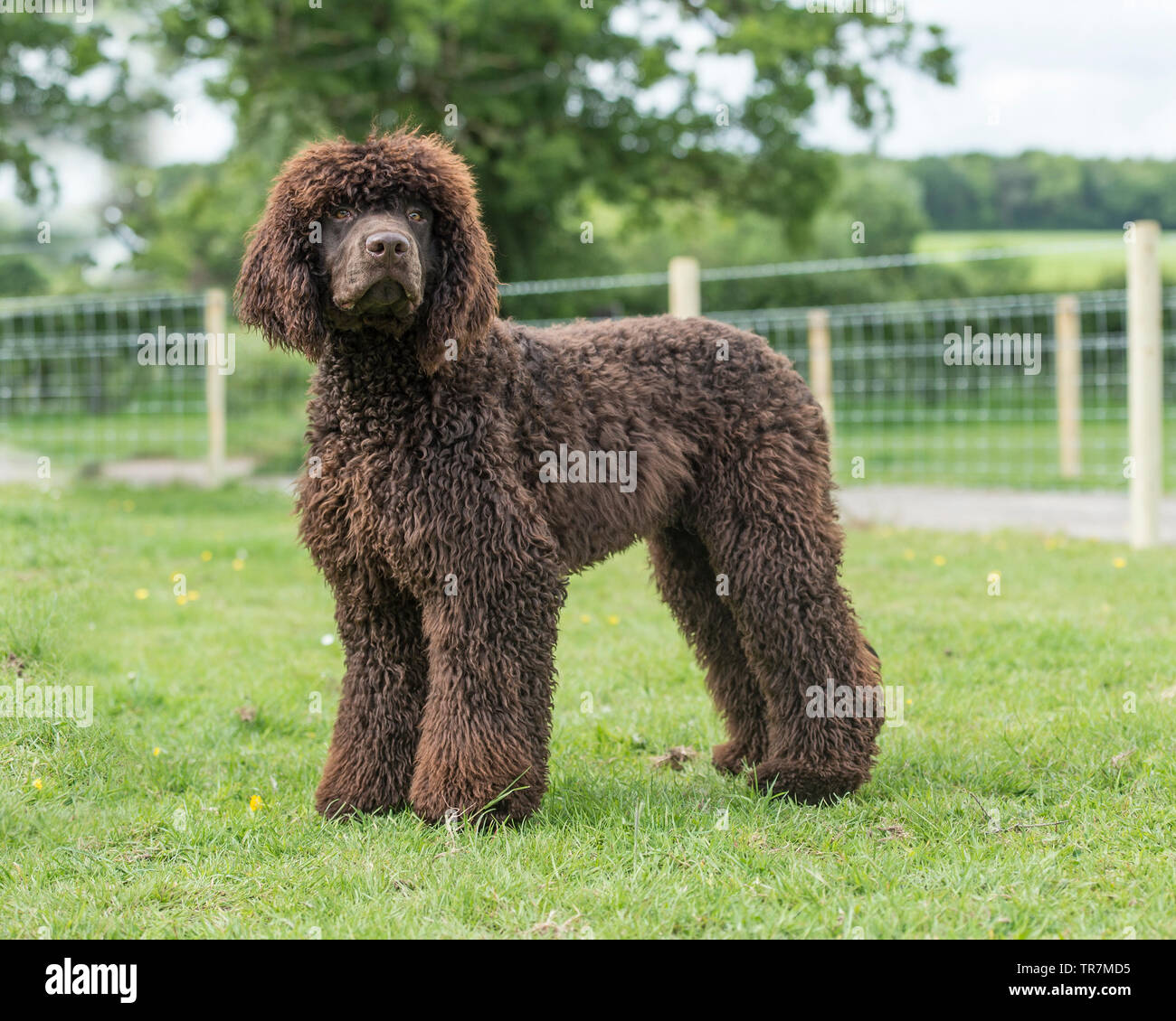 irish water spaniel dog Stock Photo - Alamy
