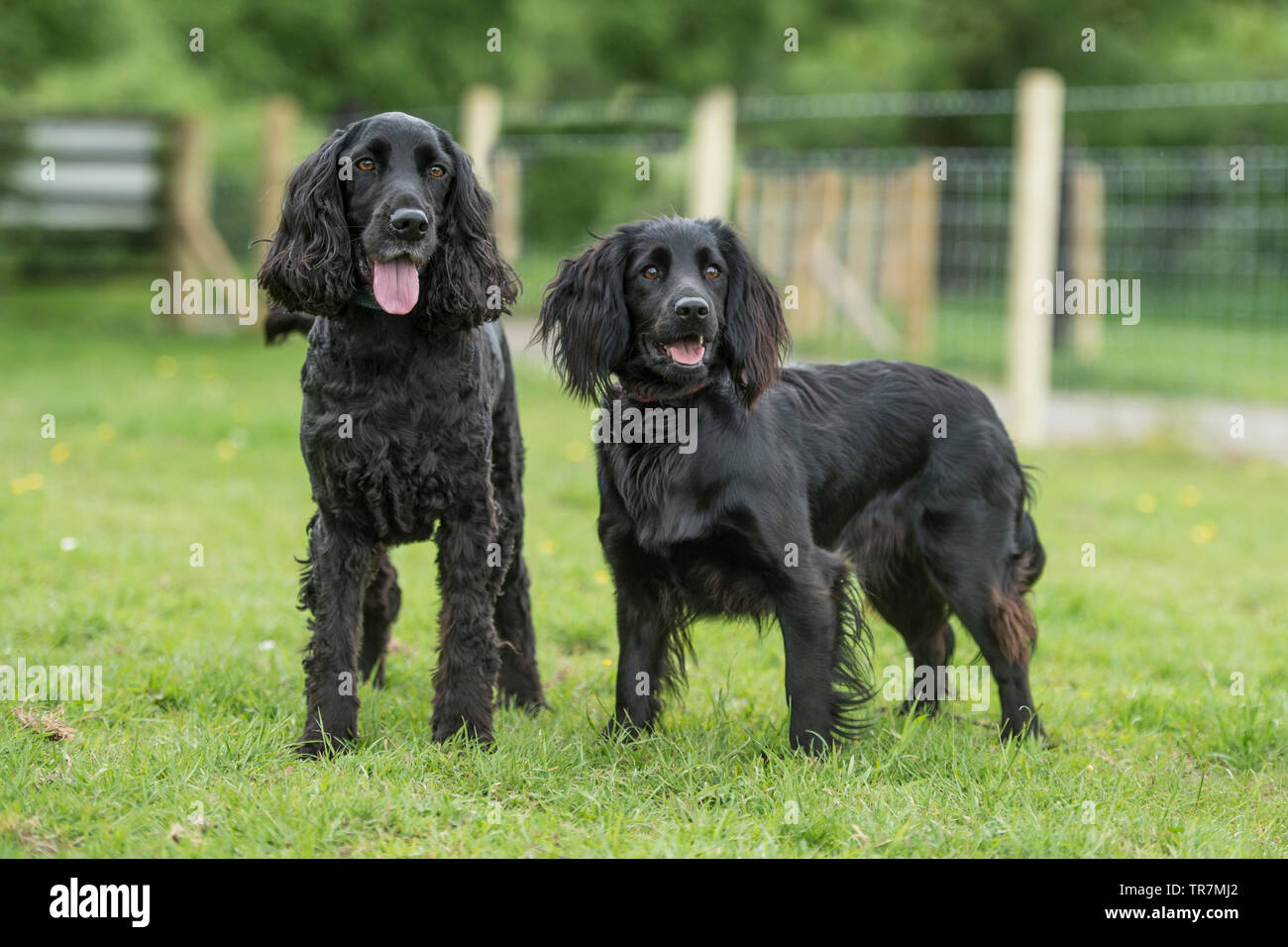 two working cocker spaniel dogs Stock Photo