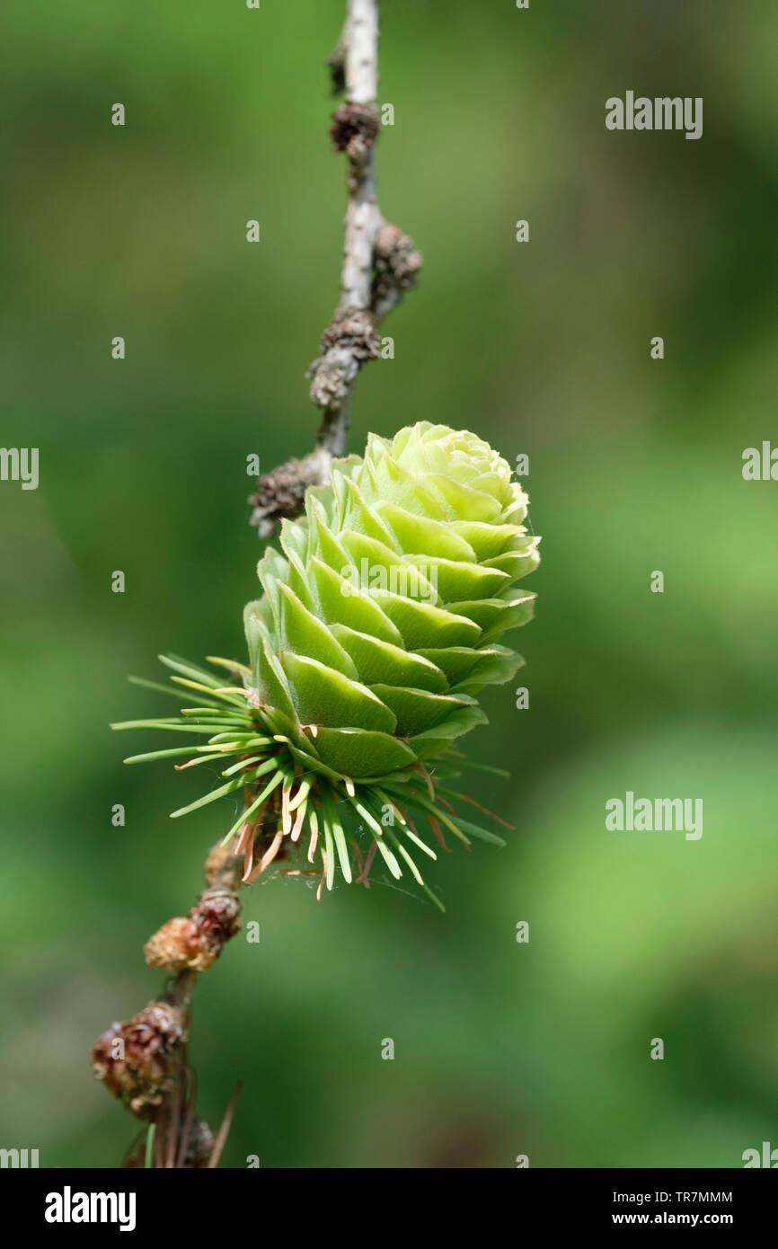 Close-up of Japanese Larch tree cone, Larix kaempferi or Larix leptolepis, deciduous (non-evergreen) conifer Stock Photo