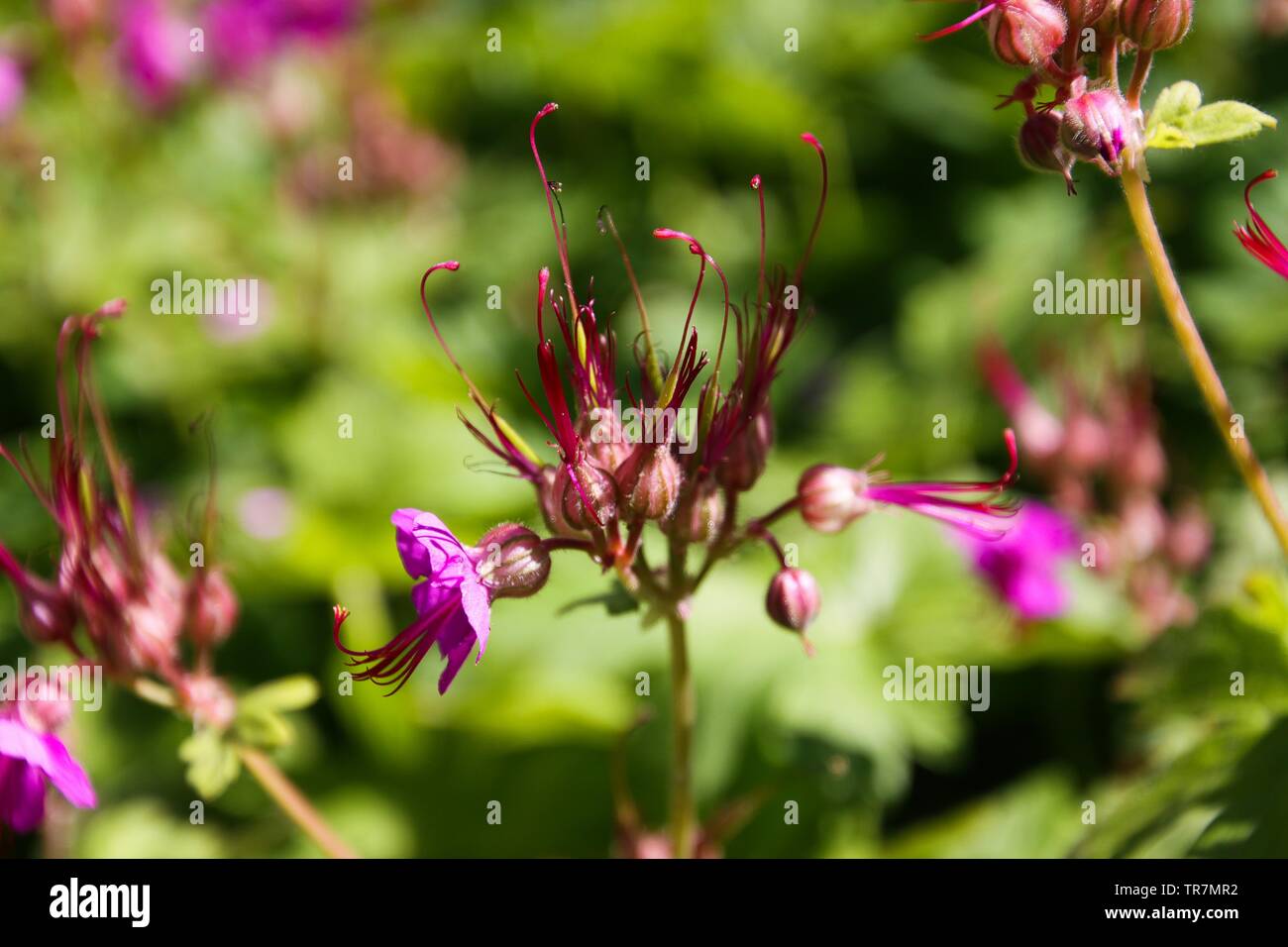 Close up of pink bigroot geranium (macrorrhizum) blossoms with closed ...