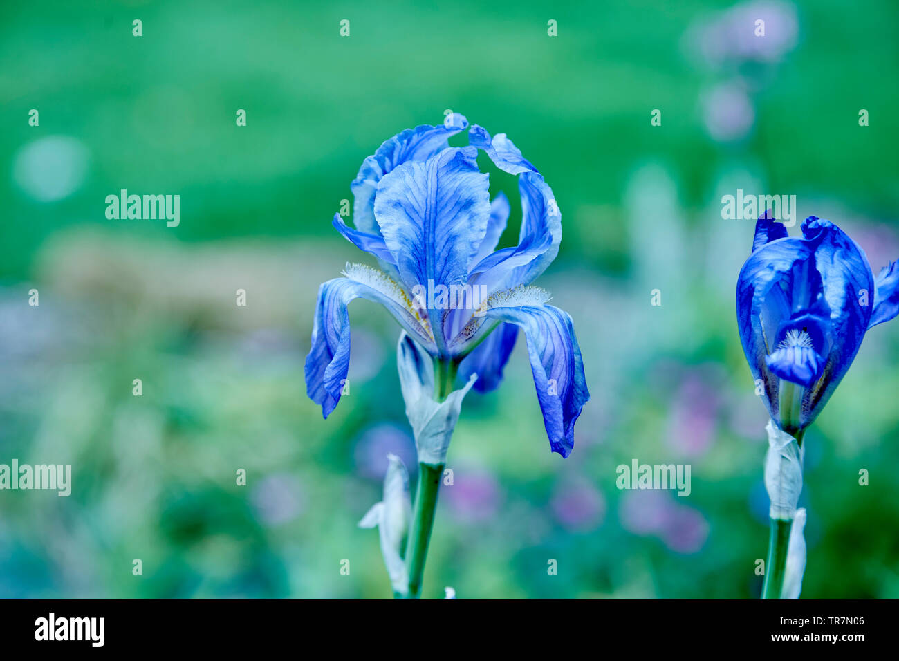 A closeup of a flower of a blue iris in a garden, Stock Photo