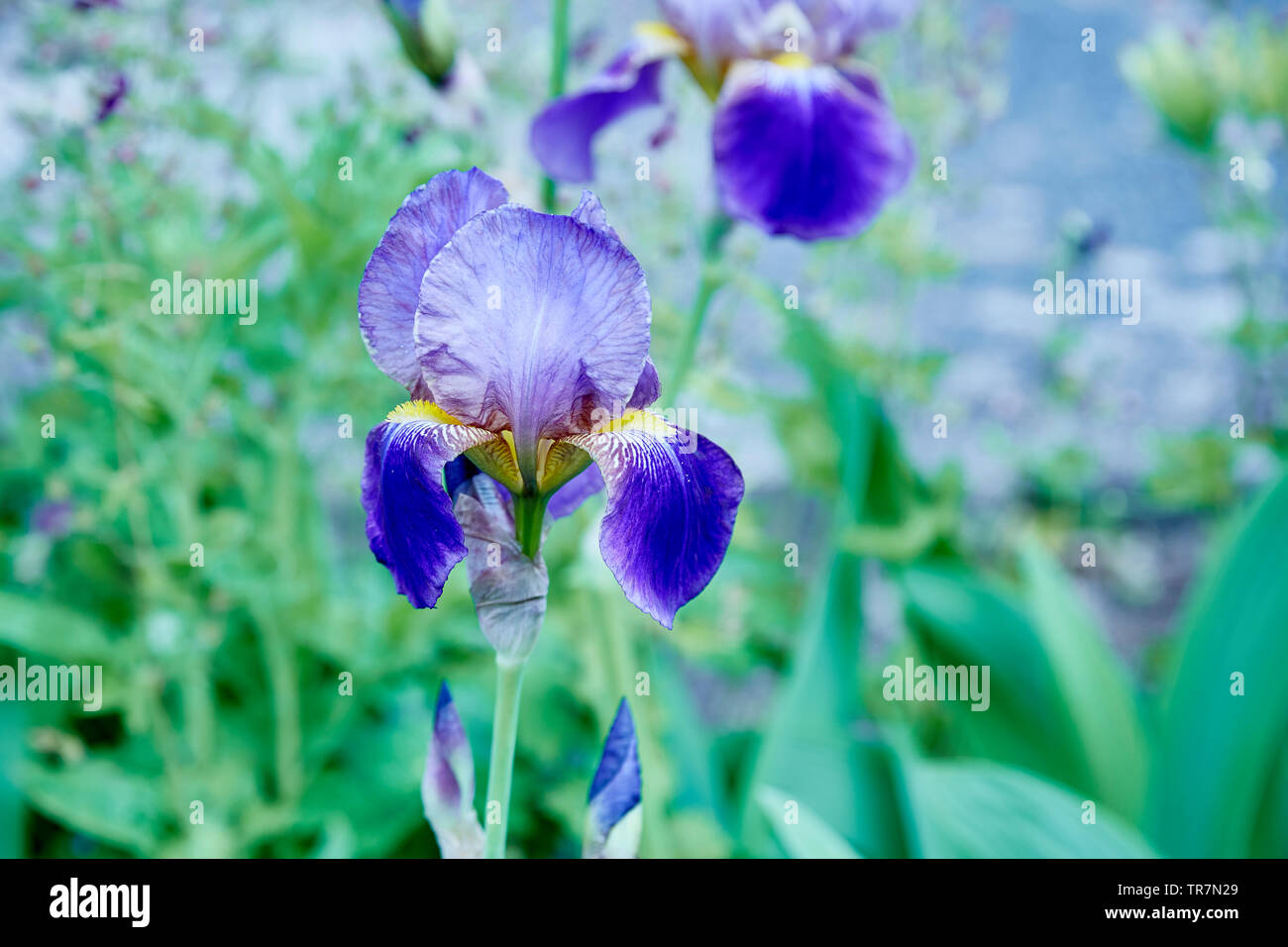 A single flower of a blue bearded iris with a out of focus background Stock Photo