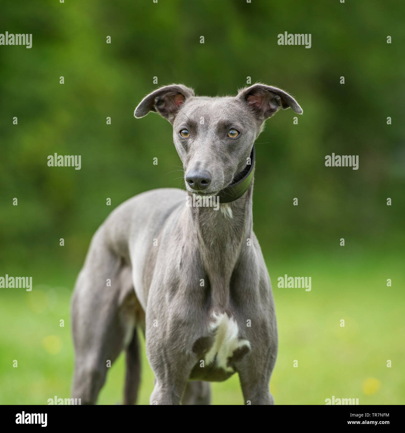 Blue Whippet Hi res Stock Photography And Images Alamy Blue Whippet Hi res Stock Photography And Images Alamy