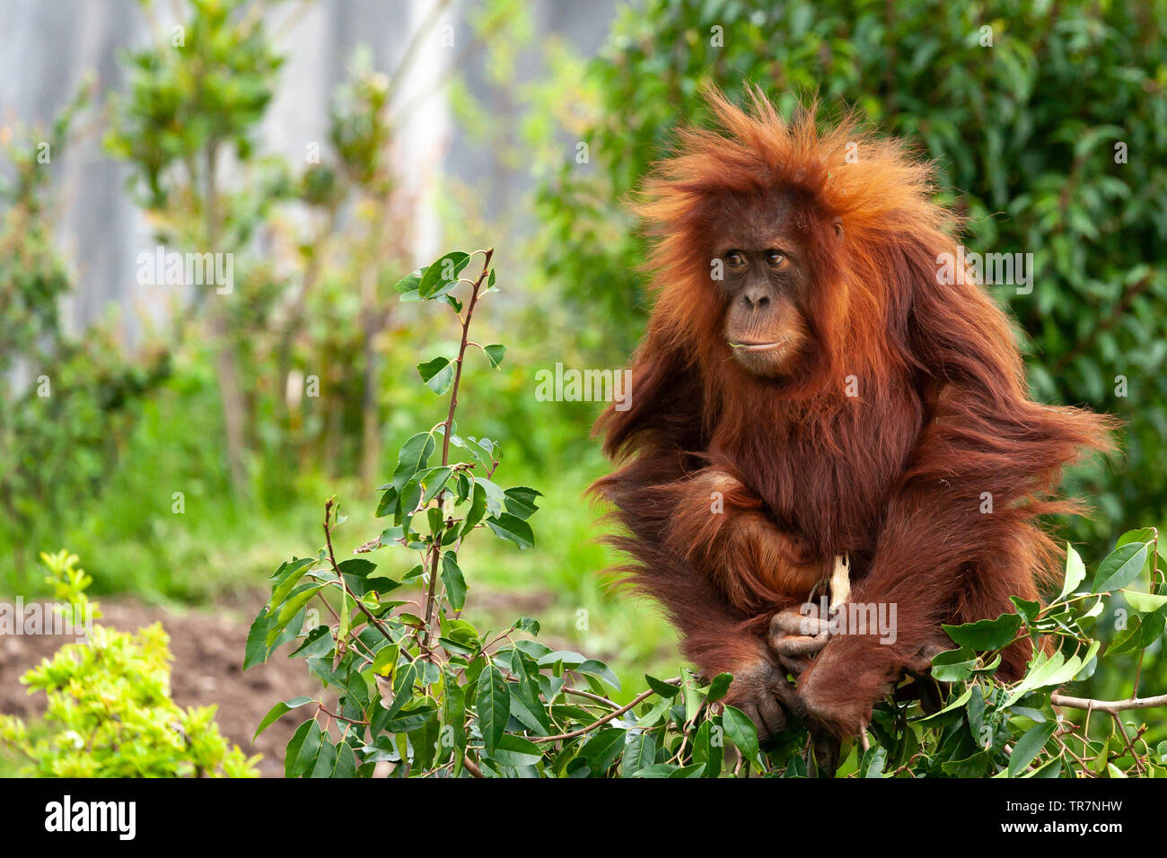 A young Orang-Utan (Pongo abelii) perched atop a shrub and chewing a leaf, surrounded by green foliage. Shot at Chester Zoo, England, United Kingdom. Stock Photo