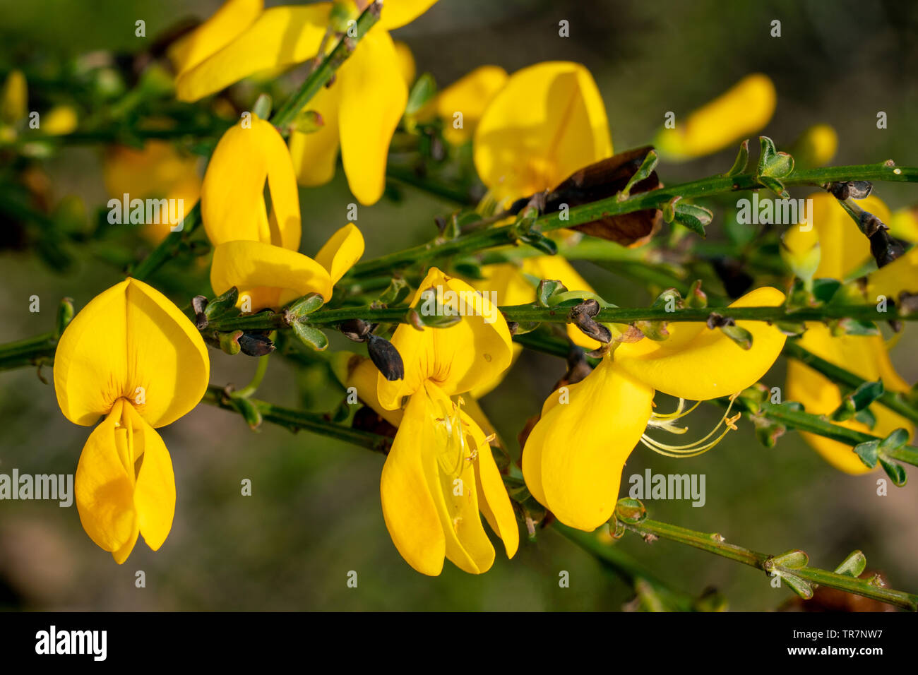 Macro close up of a yellow broom (genista) flower with many details like pistils and pollen with a blurry bokeh background Stock Photo