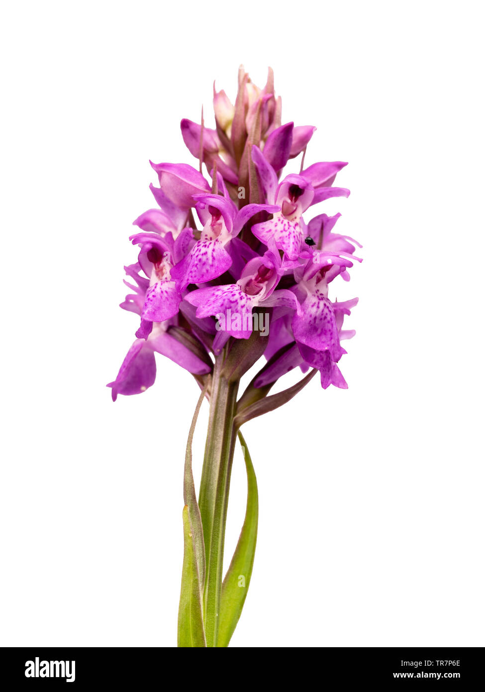 Early summer flower spike of the UK native wildflower, Dactylorhiza praetermissa, the Southern Marsh Orchid on a white background Stock Photo