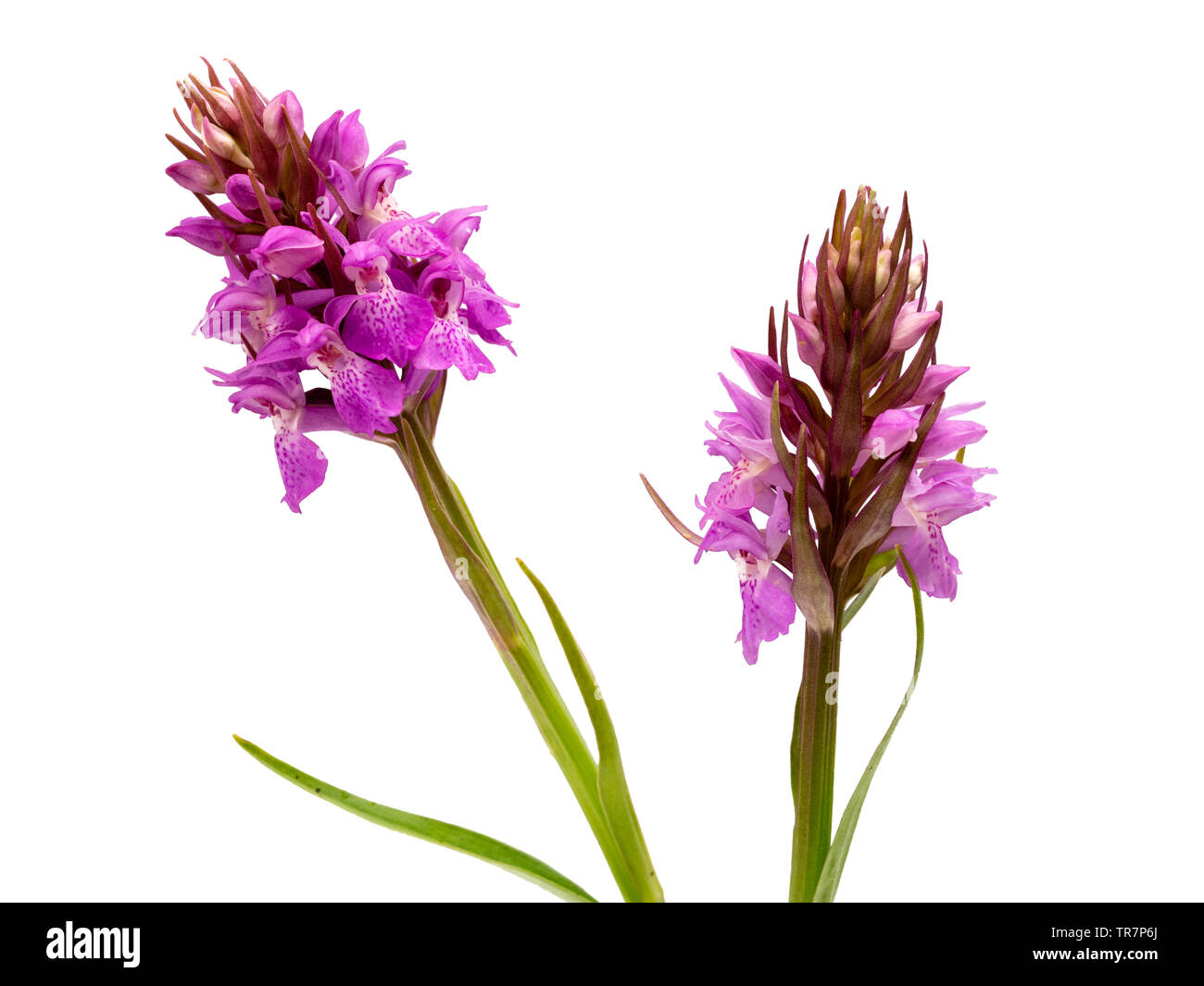 Early summer flower spikes of the UK native wildflower, Dactylorhiza praetermissa, the Southern Marsh Orchid on a white background Stock Photo