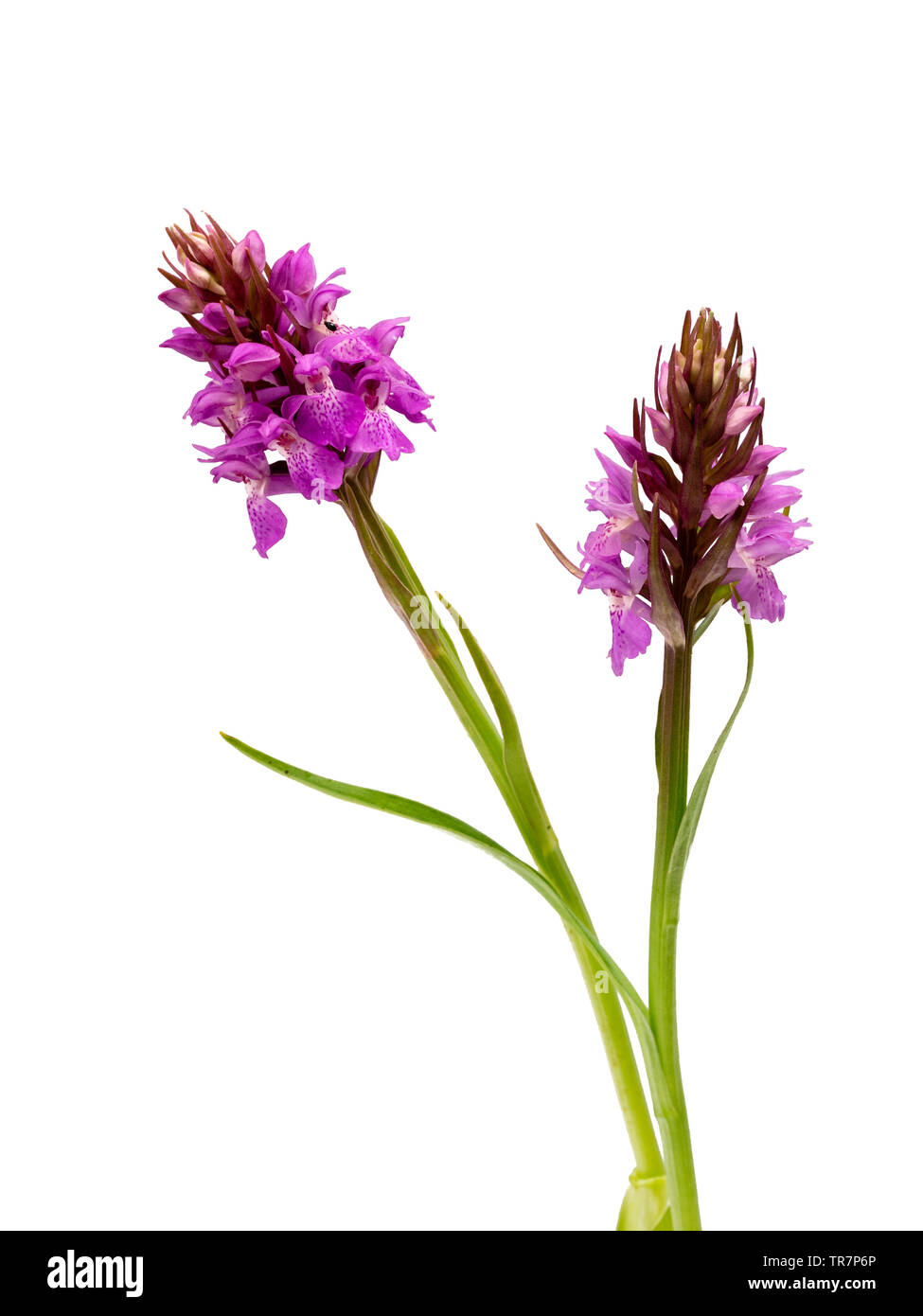 Early summer flower spikes of the UK native wildflower, Dactylorhiza praetermissa, the Southern Marsh Orchid on a white background Stock Photo
