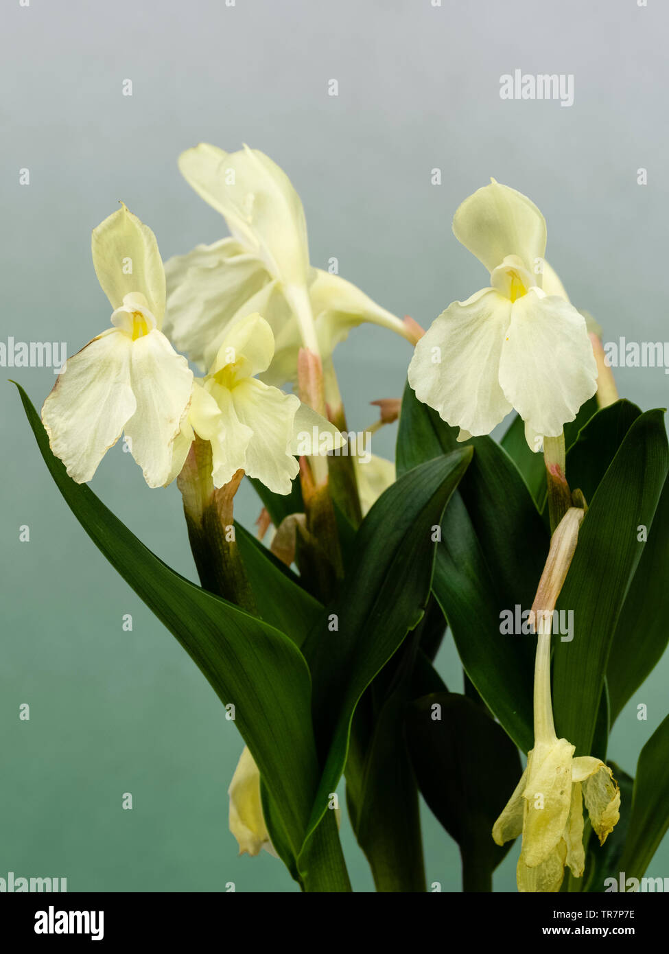 Pale yellow, orchid like flowers of the early summer blooming hardy ginger, Roscoea cauteyoides 'Kew Beauty' Stock Photo