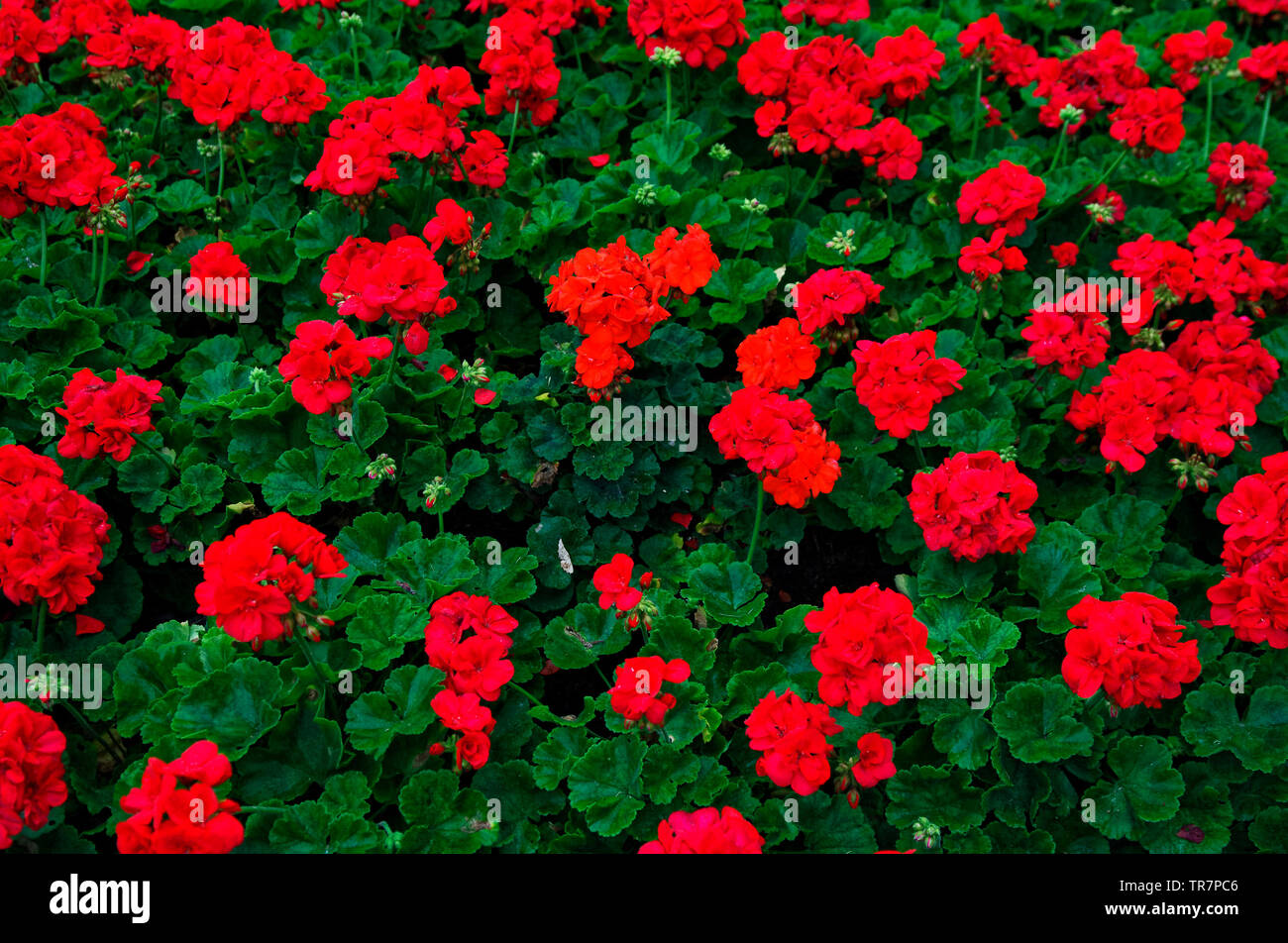 red geraniums, flower bed, colorful, cultivated, nature; summer