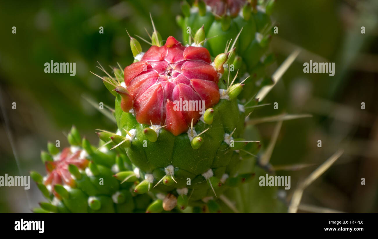 Growing Cactus Stock Photo