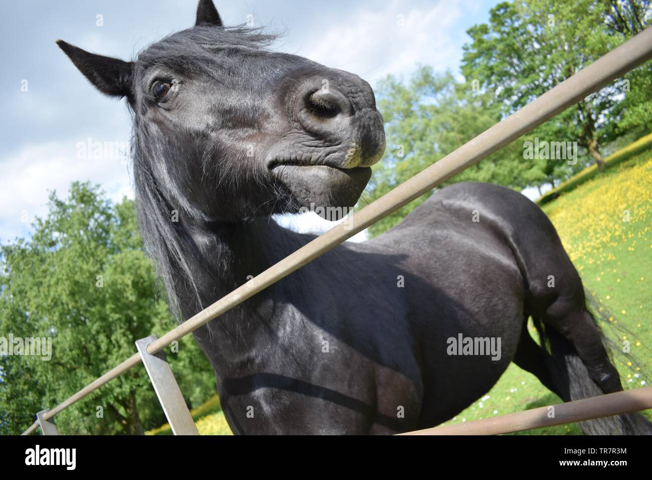 Black horse looking over a fence Stock Photo