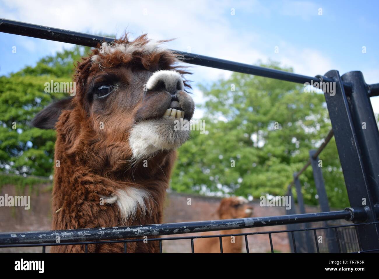 Llama Lama Smile-foton och fler bilder på Lama - Kameldjur - Lama -  Kameldjur, Humor, Djur - iStock