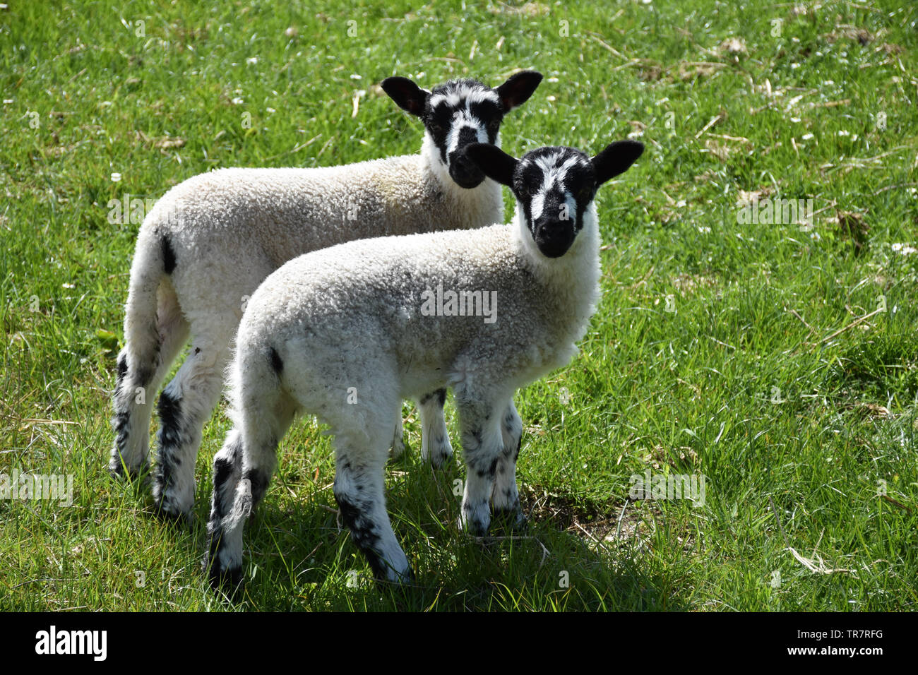 Cute pair of twin speckled lambs in a grassy field. Stock Photo