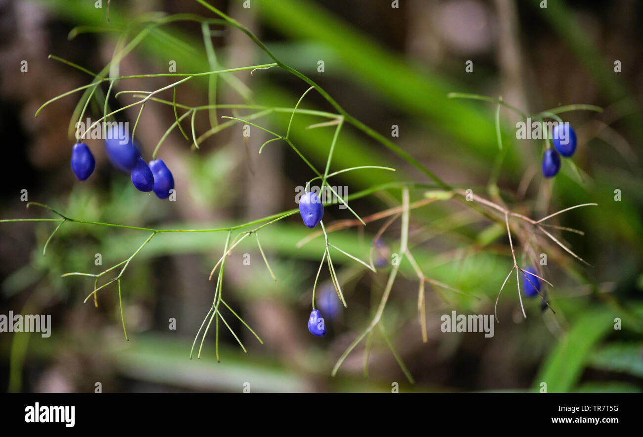 A walk through the forest to the Pelorus River, in the Marlborough region of New Zealand Stock Photo