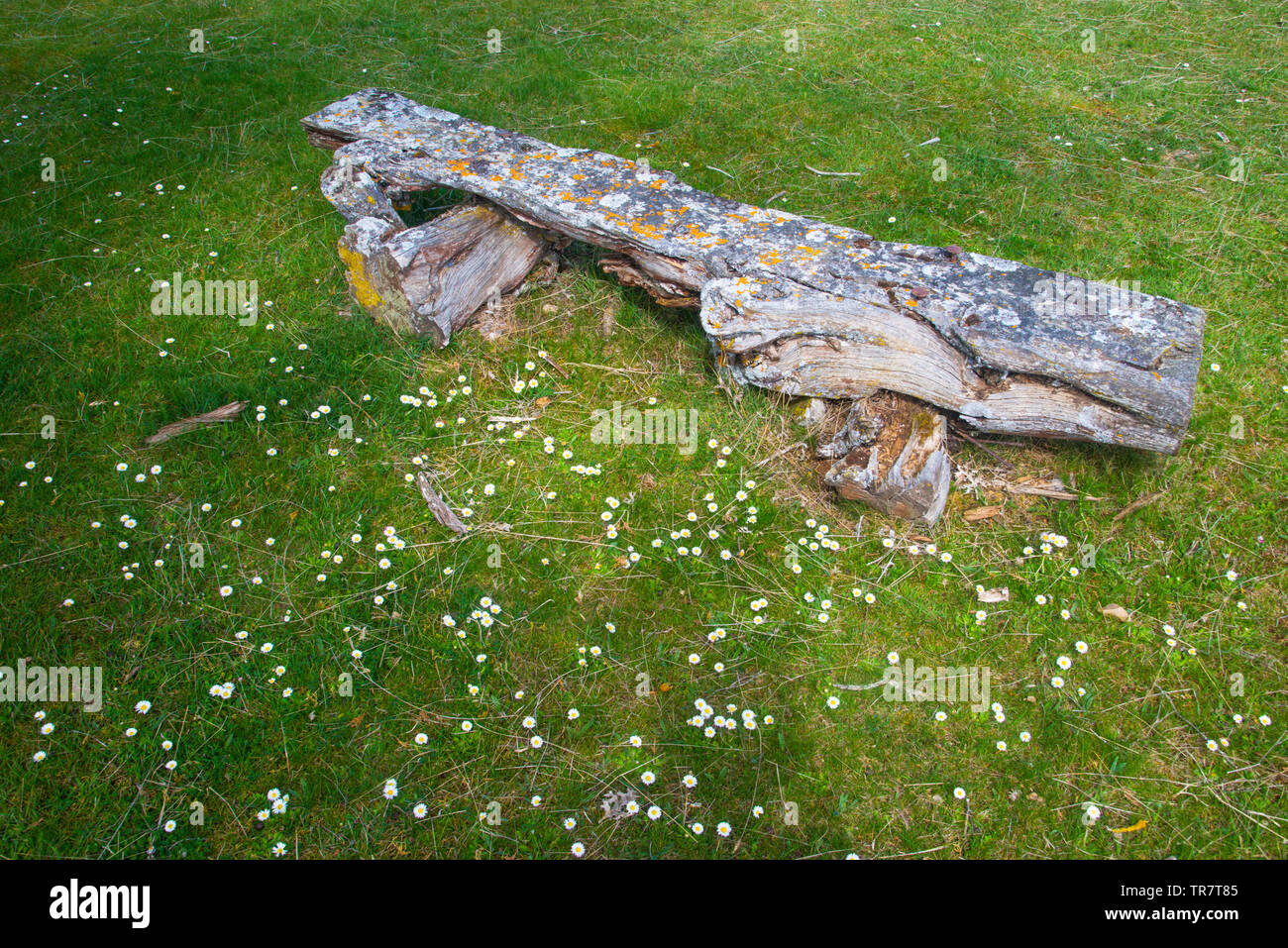 Old wooden bench in a meadow. Stock Photo