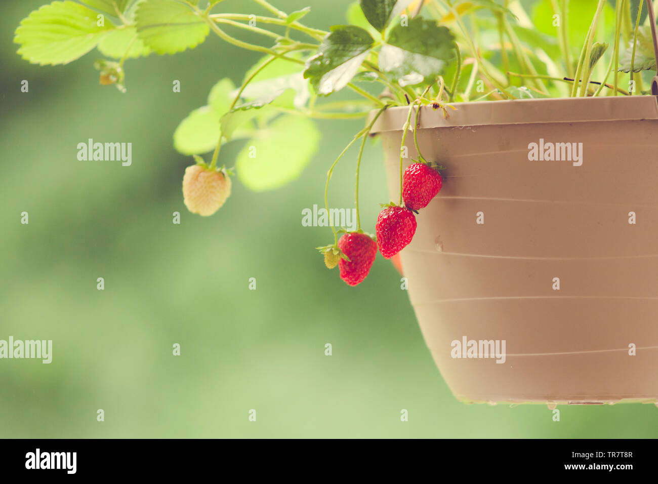 Red, ripe strawberries are ready to pick from a hanging container