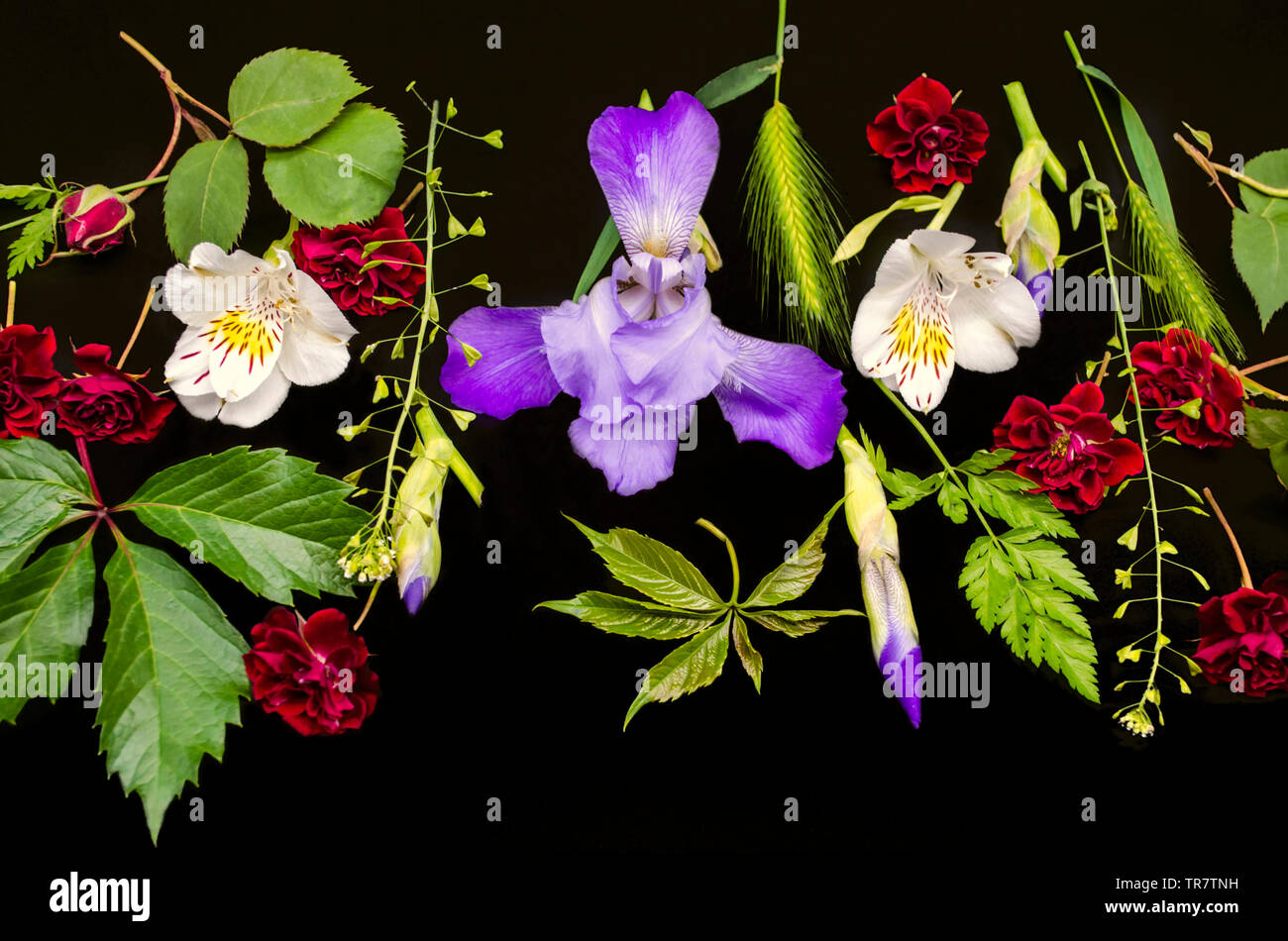 Purple iris with buds, Alstroemeria, small roses, wild grape leaves with various field herbs on black background Stock Photo