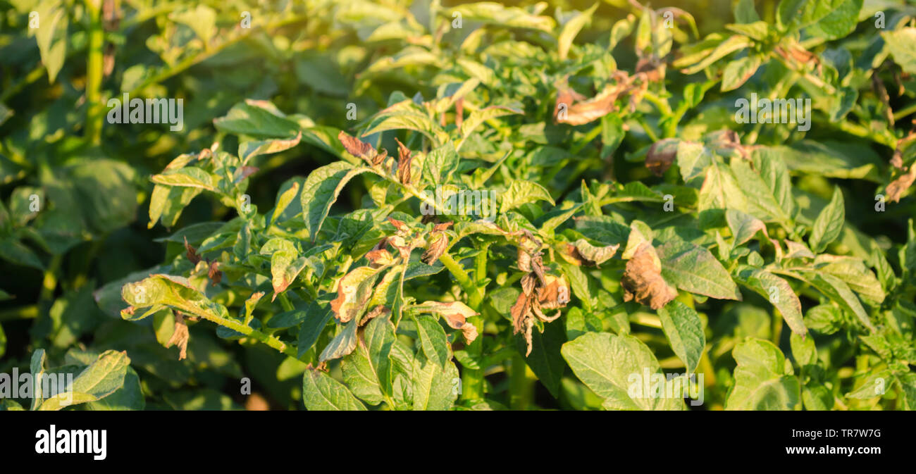 Potato bushes affected by Phytophthora (Phytophthora Infestans) In the
