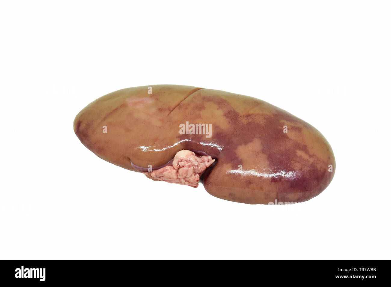 Pig kidney anatomy Cut Out Stock Images & Pictures Alamy