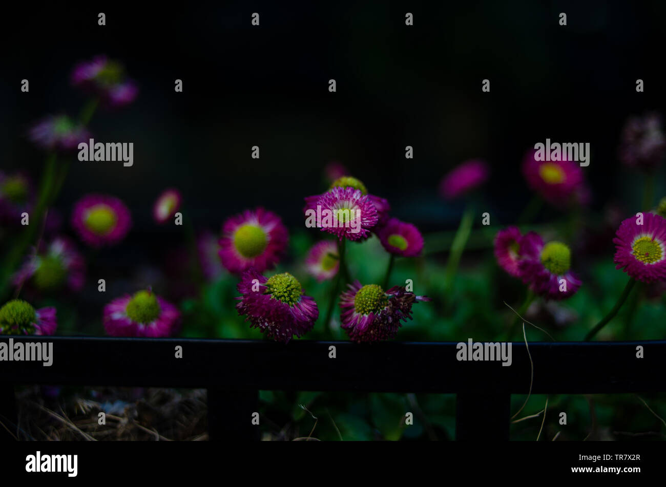 Potted daisies hires stock photography and images Alamy