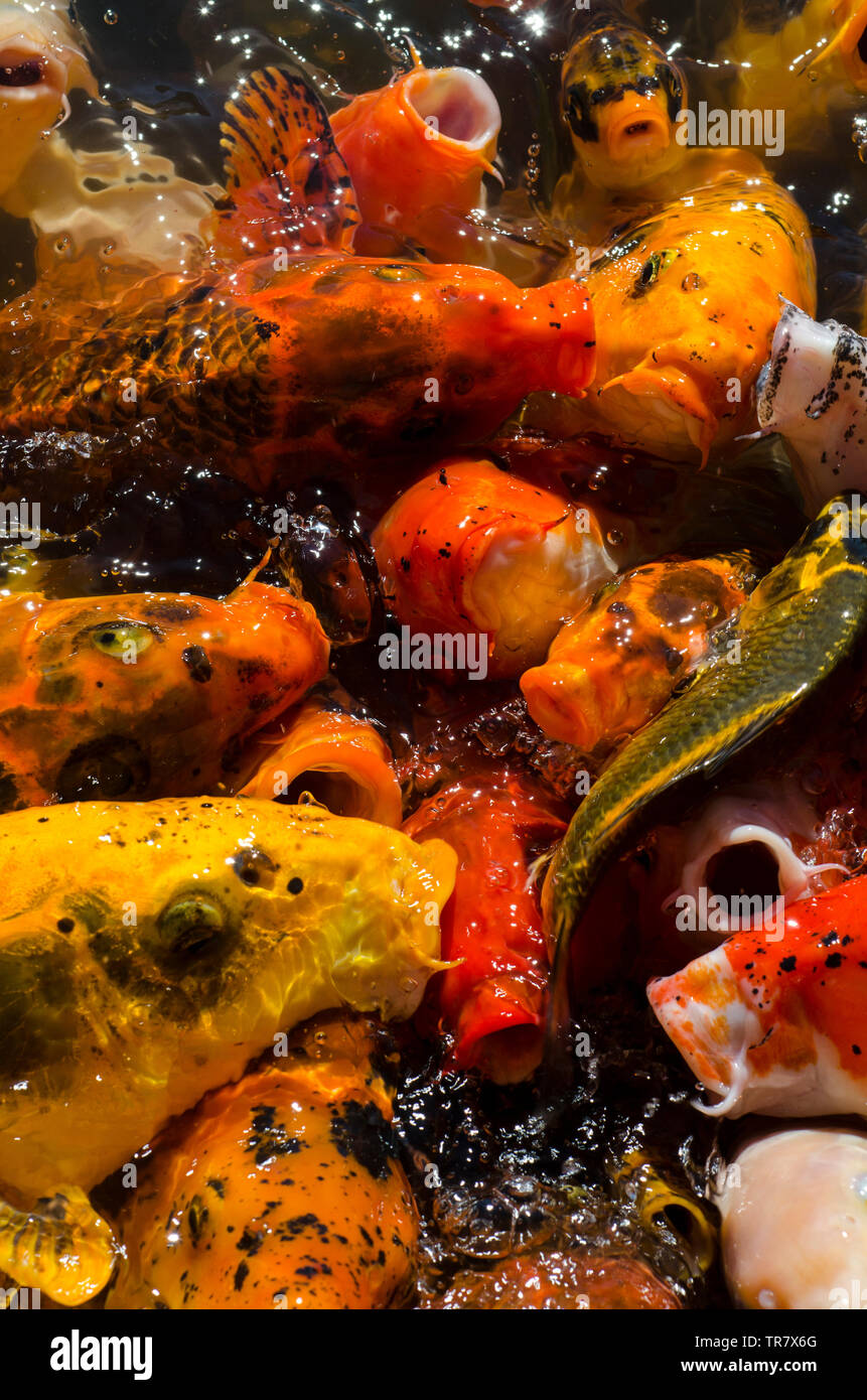 Colorful Carp Swimming in Traditional Japanese Koi Pond in Lehigh, Utah