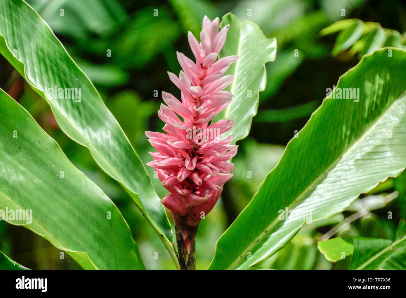 Alpinia purpurata is a species of the genus Alpinia in the ginger family. The photo was taken at the Guadeloupe Zoo in the Caribbean. Stock Photo