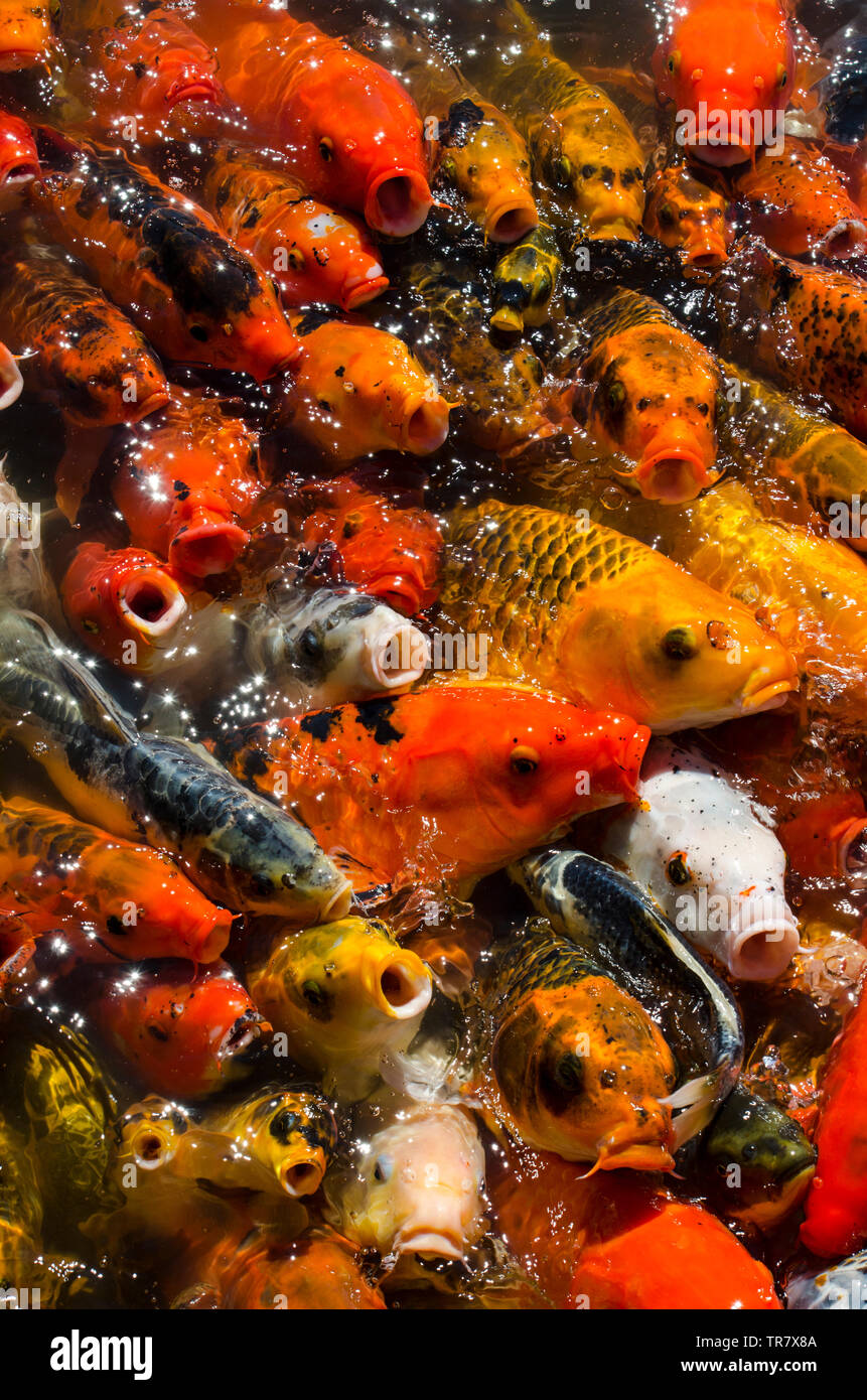 Colorful Carp Swimming in Traditional Japanese Koi Pond in Lehigh, Utah