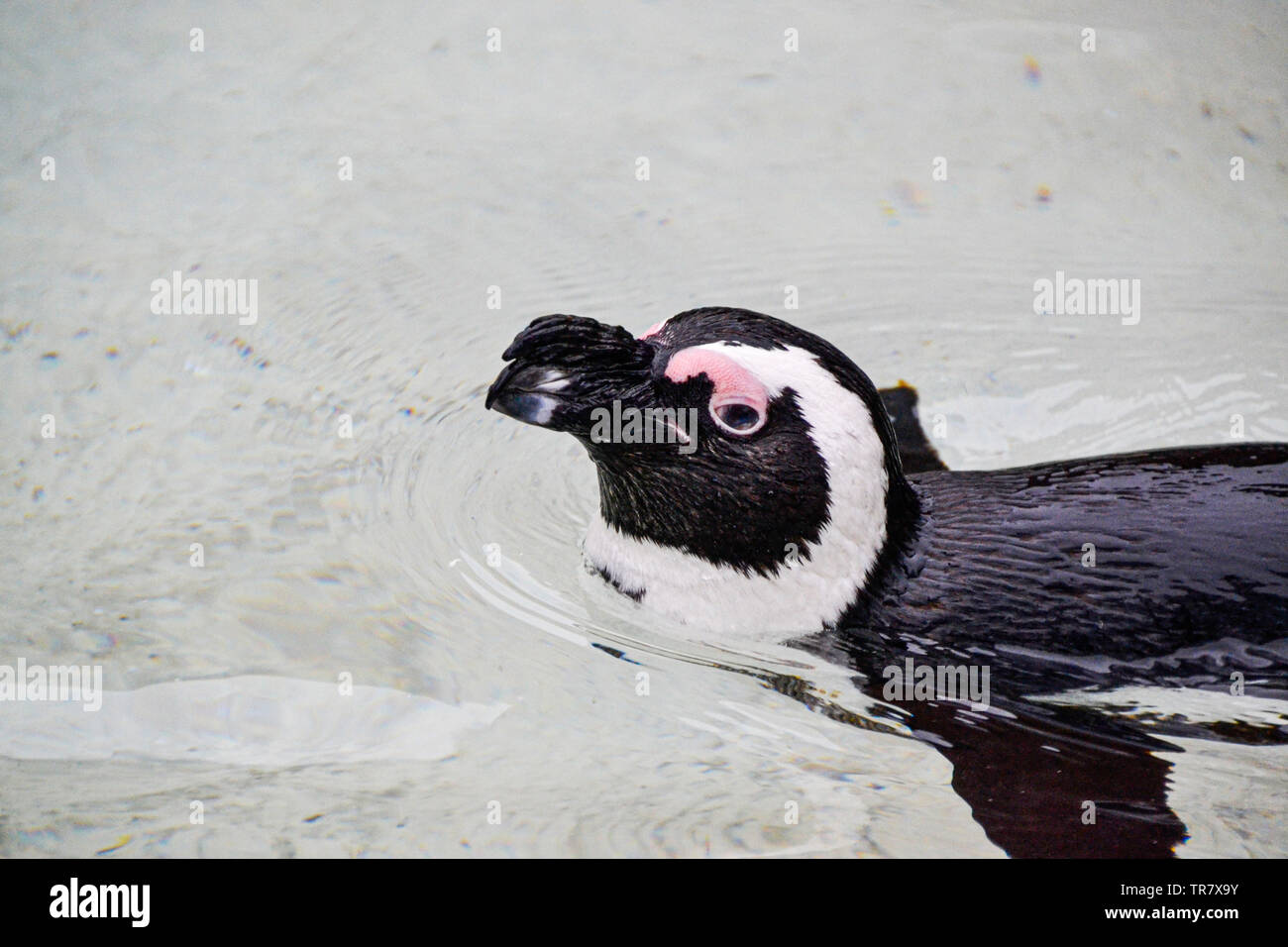The Foto from the penguin was taken in the Ozenarium in Lisbon (Portugal). It is one of the largest aquariums in Europe. Stock Photo